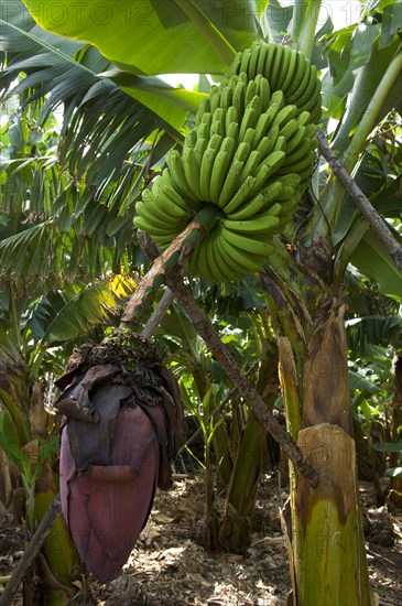 Banana plant