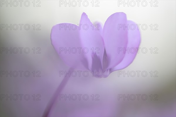 Eastern Sowbread or Cyclamen (Cyclamen coum)