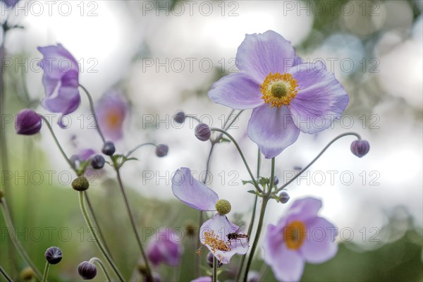 Japanese Anemone (Anemone sp.)