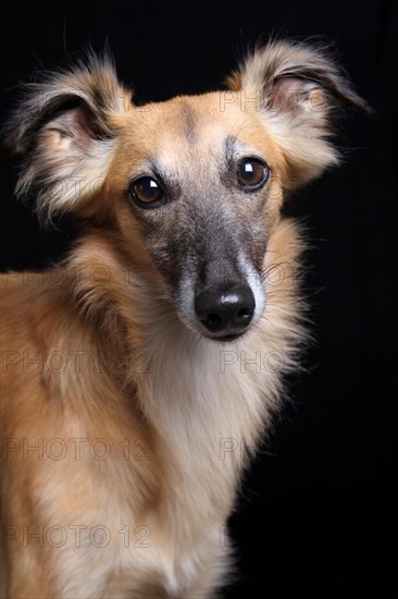 Longhaired Whippet or Silken Windsprite