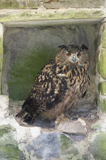 Eurasian Eagle-Owl (Bubo bubo)