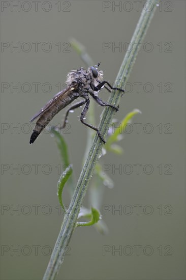 Robber Fly (Eutolmus rufibarbis)