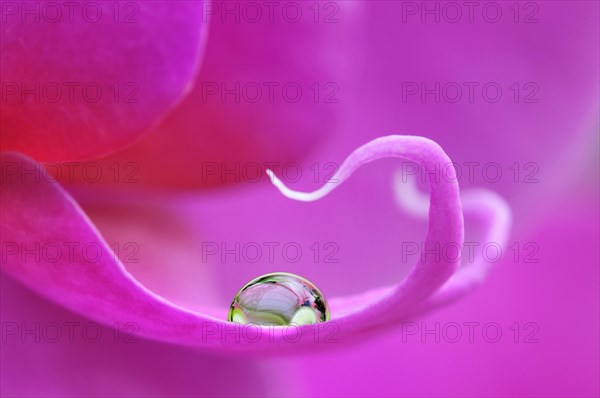 Water drop on violet orchid (Phalaenopsis)