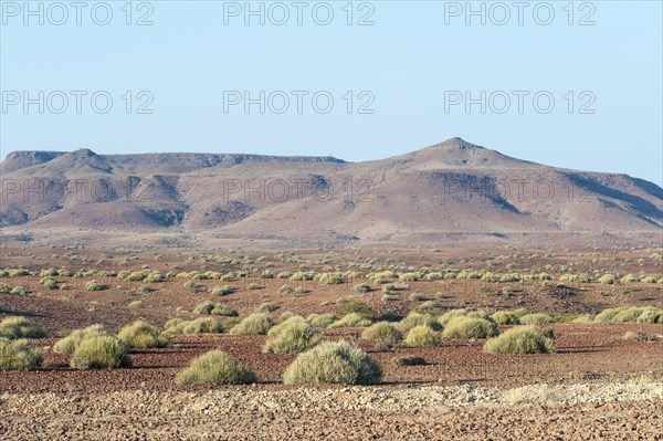 Dry open landscape with Damara Milk-bush or Melkbos (Euphorbia damarana) and hills
