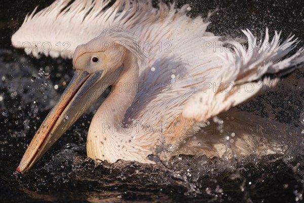 Great White Pelican (Pelecanus onocrotalus)