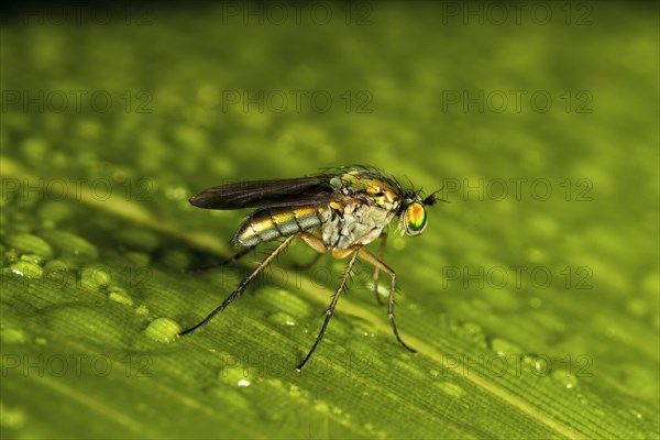 Dolyfly (Dolichopus sp.)