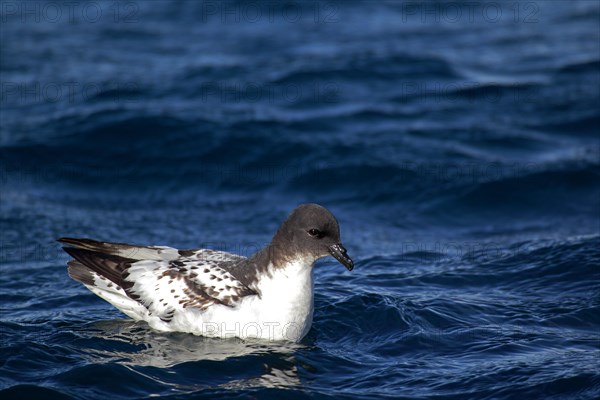 Cape Petrel (Daption capense)