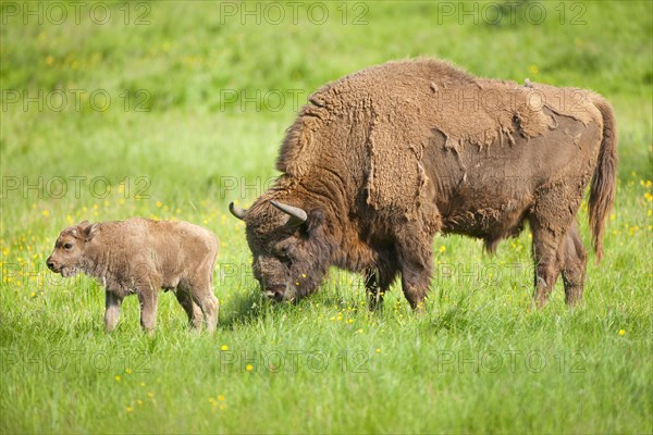 European bison (Bison bonasus)