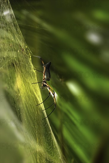 Red-legged Golden Orb-web Spider (Nephila inaurata)