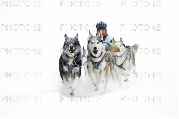 Alpine Trail Sled Dog Race 2013