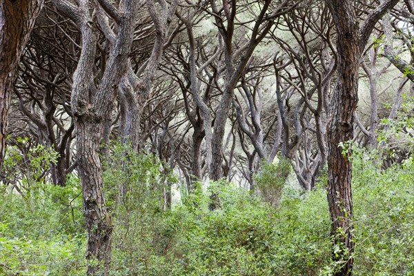 Pine forest near Castiglione della Pescaia