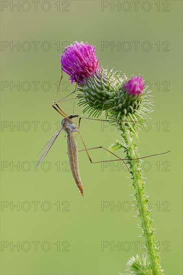 Crane Fly (Tipula paludosa) on a Spear Thistle (Cirsium vulgare