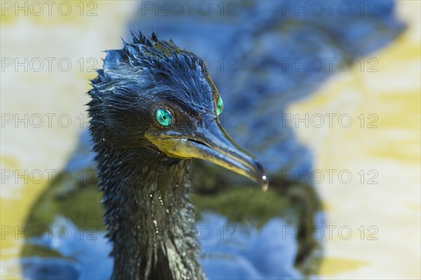 Great Cormorant (Phalacrocorax carbo)