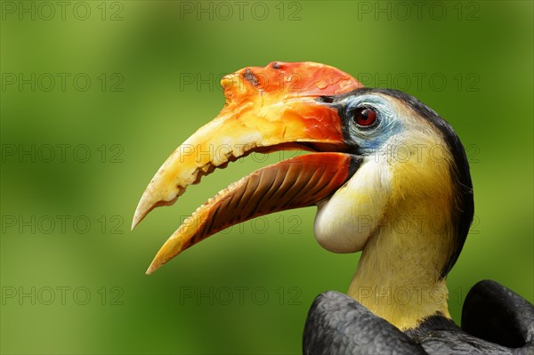 Wrinkled Hornbill (Aceros corrugatus)