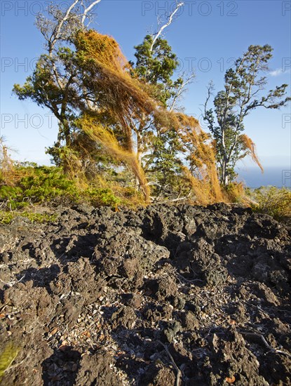 Trees and frozen lava in the Hawai'i Volcanoes National Park