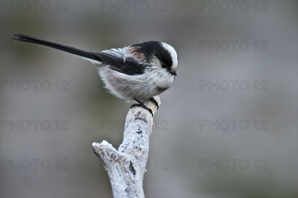 Long-tailed Tit (Aegithalos caudatus europaeus)