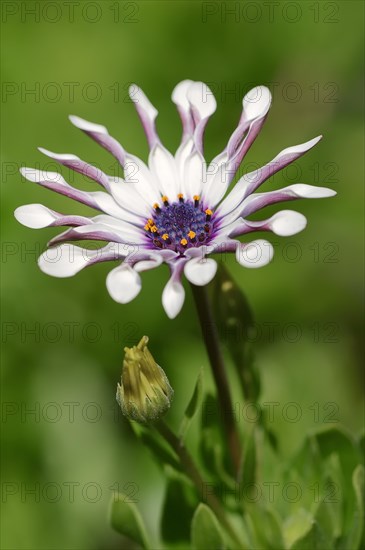 Cape marguerite (Dimorphotheca ecklonis