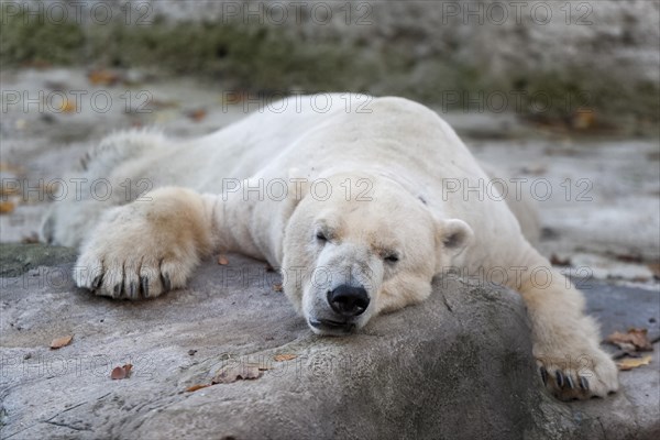 Polar Bear (Ursus maritimus)