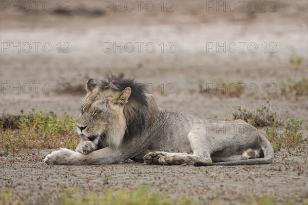Male Lion (Panthera leo) licking his fur