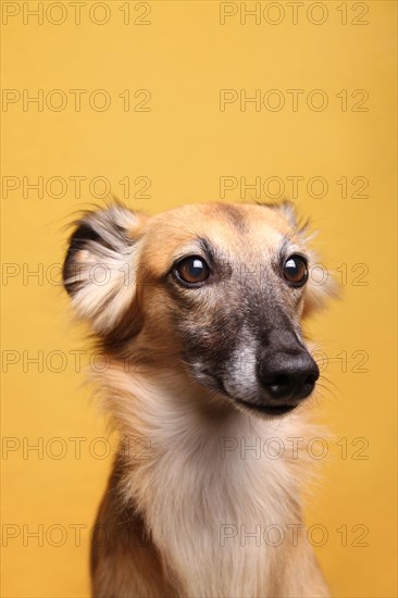 Longhaired Whippet or Silken Windsprite