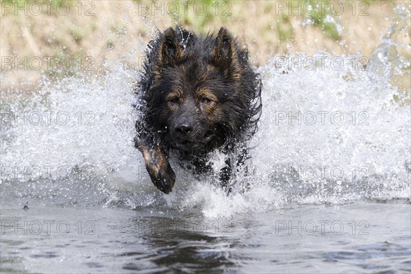 Longhaired Old German Shepherd Dog playing in a river