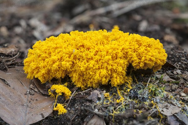 Scrambled-egg Slime or Dog Vomit Slime Mould (Fuligo septica)