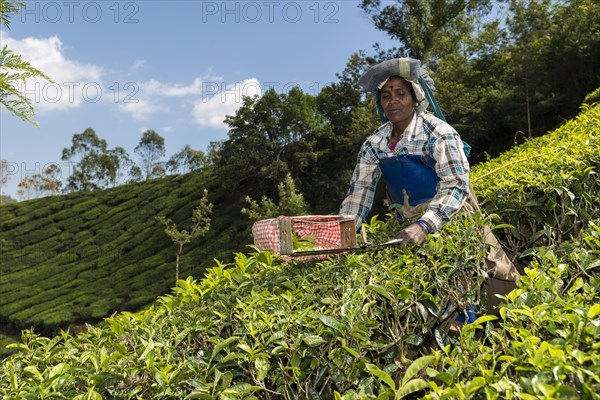 Tea plucker using scissors to cut off tea leaves