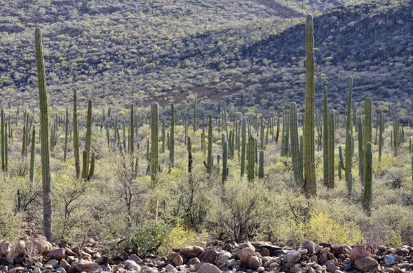 Cardon cacti (Pachycereus pringlei) at the Bahia Concepcion in Loreto