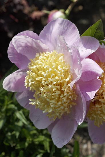 Chinese Peony 'Westerner' (Paeonia lactiflora 'Westerner')