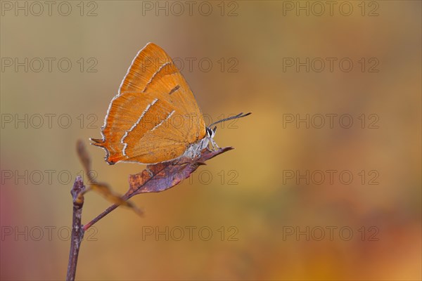 Brown Hairstreak (Thecla betulae)