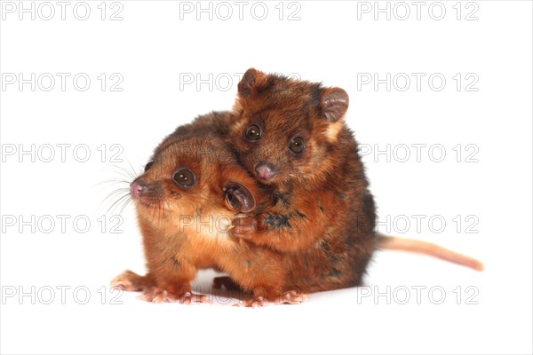 Common Ringtail Possums (Pseudocheirus peregrinus)