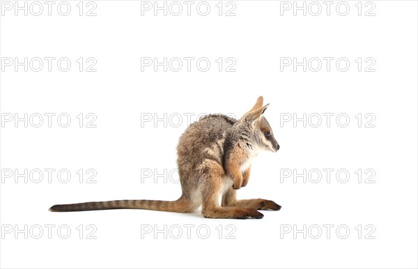 Yellow-Footed Rock-Wallaby (Petrogale xanthopus)