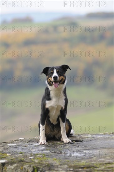 Appenzeller Sennenhund or Appenzell Mountain Dog