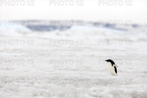 Adelie Penguin (Pygoscelis adeliae)