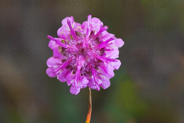 Woolly Lousewort (Pedicularis lanata)