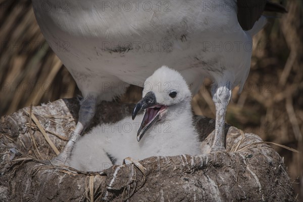 Black-browed Albatross or Black-browed Mollymawk (Thalassarche melanophris)