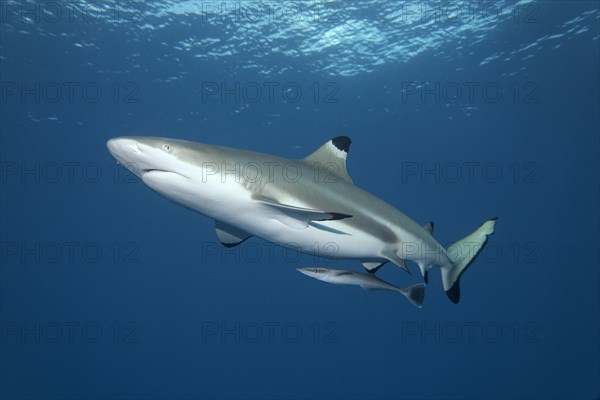 Blacktip Reef Shark (Carcharhinus melanopterus) with Live Sharksucker (Echeneis naucrates)