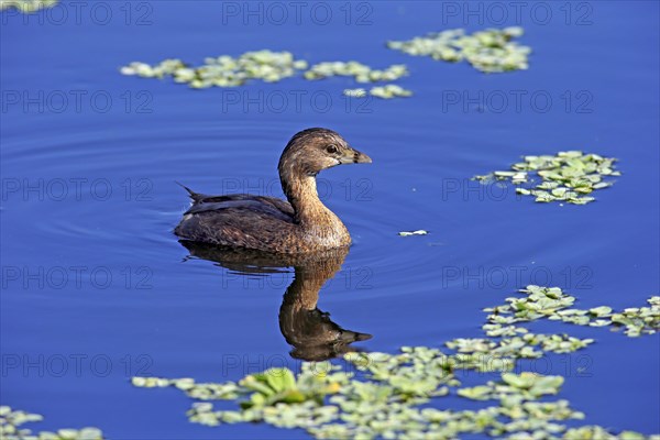 Grebe