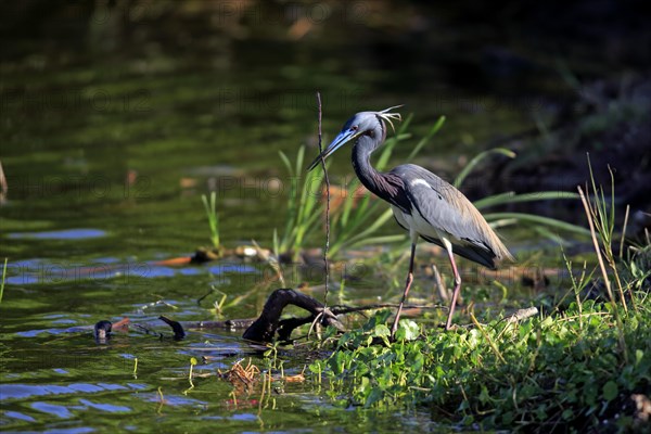 Tricoloured Heron (Egretta tricolor)