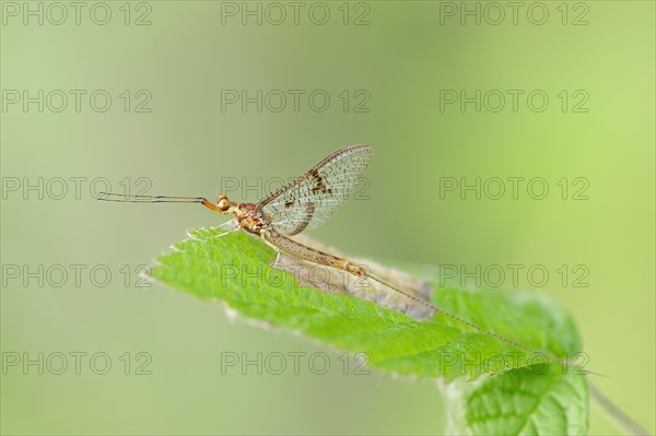 Mayfly (Ephemera lineata)