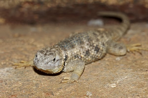 Yellow-backed Spiny Lizard (Sceloporus magister)