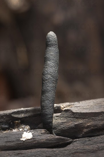 Deadman's Fingers or Dead Man's Fingers (Xylaria polymorpha)