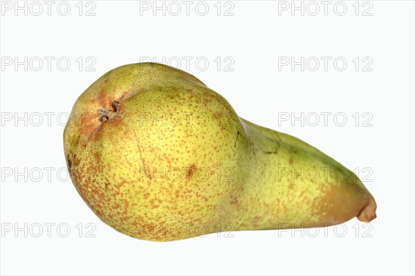 Pear (Pyrus communis)