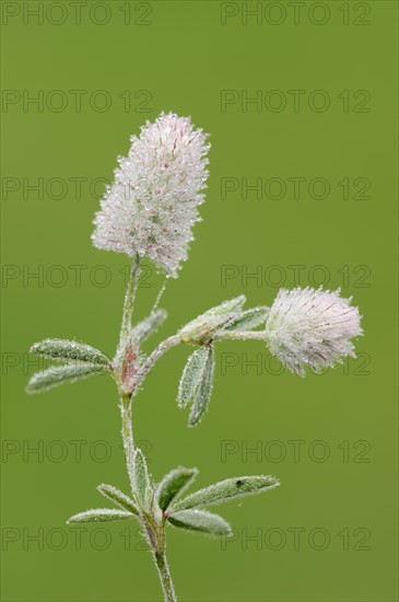 Hare's-foot Clover (Trifolium arvense)