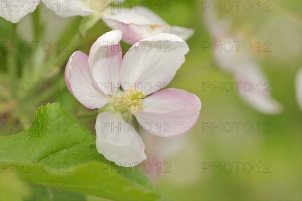Armenian Plum or Siberian Apricot (Prunus armeniaca)