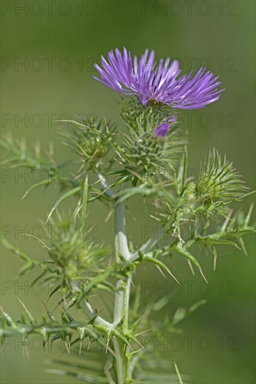 Spiny Plumeless Thistle (Carduus acanthoides)