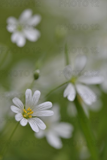 Wood Stitchwort (Stellaria nemorum)