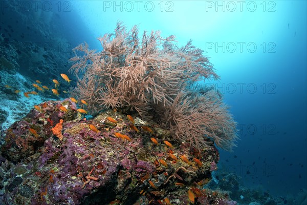 Coral reef with Black Coral (Antipathes sp.) and Anthias (Anthiadinae)