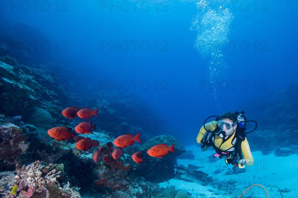 Scuba diver beside a school of Lunar-tailed Bigeye or Moontail Bullseye (Priacanthus hamrur)