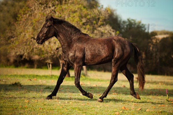 Black Menorquin stallion